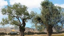 Two olive trees represent the two witnesses.